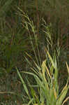 Tapertip cupgrass